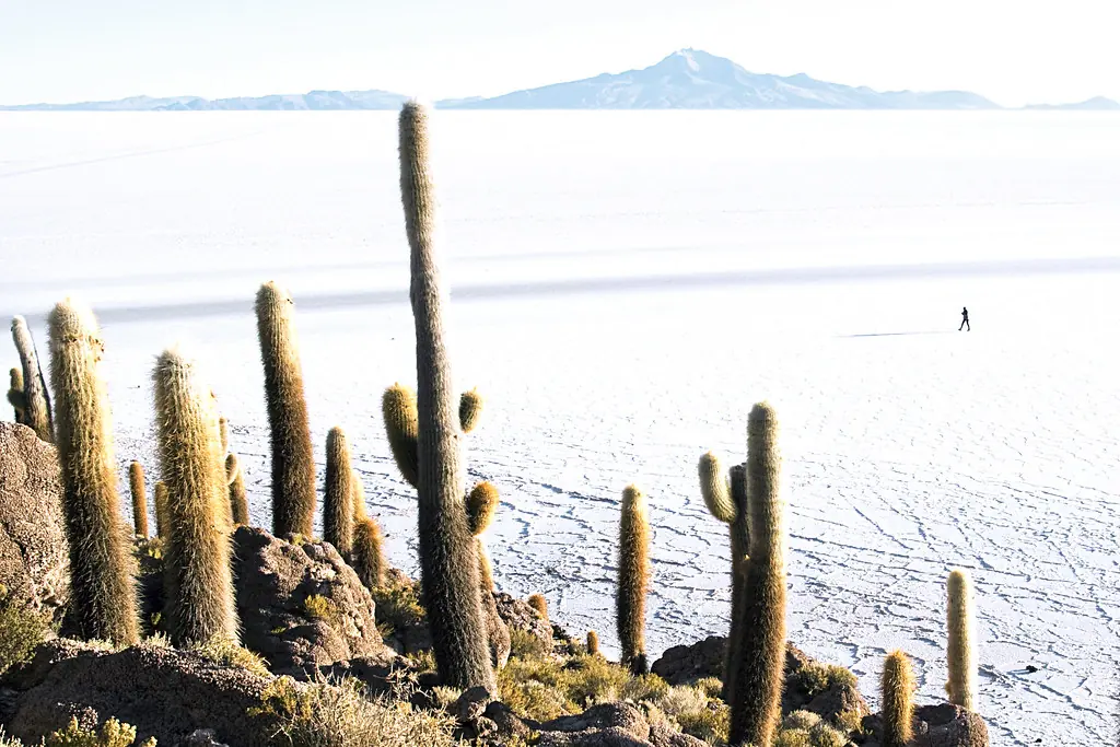 Cactus gigantes sobre el blanco del Salar de Uyuni, en la Isla Incahuasi