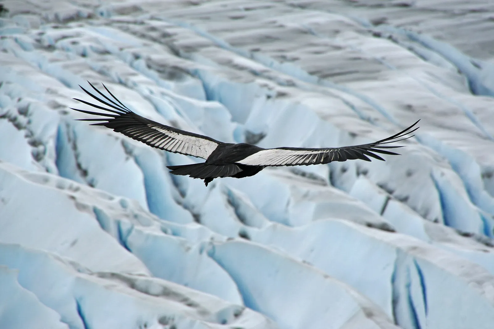 Cóndor andino en vuelo sobre un campo de hielo